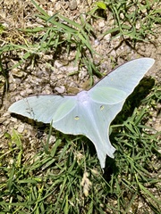 Actias aliena