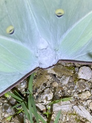 Actias aliena