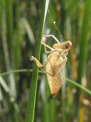 Anax imperator