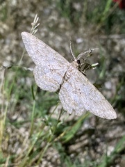Hypomecis punctinalis