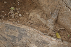 Psammophis afroccidentalis