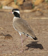 Vanellus tectus