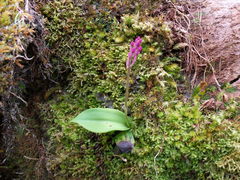 Cynorkis inermis