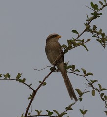 Yellow-Billed Shrike photo 5