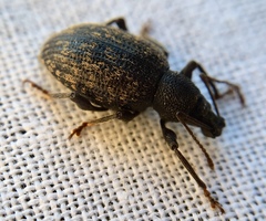 Otiorhynchus aurifer