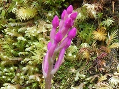 Cynorkis inermis
