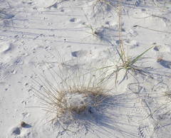 Thinopyrum bessarabicum