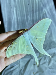Actias aliena