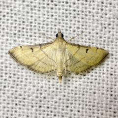 Cnaphalocrocis bilinealis