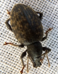 Otiorhynchus aurifer