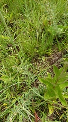 Kniphofia buchananii