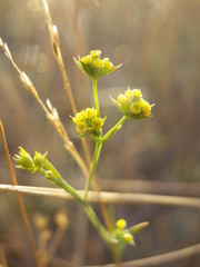 Bupleurum tenuissimum