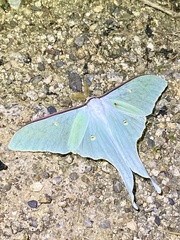 Actias aliena