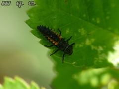 Harmonia axyridis