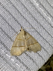 Gonepatica opalina