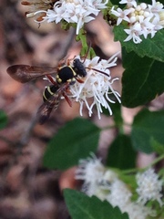 Nomada texana
