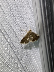 Piletocera sodalis