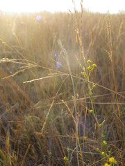Bupleurum tenuissimum