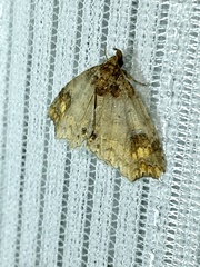 Eugrapta igniflua