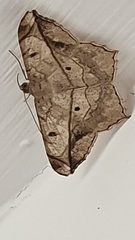 Chiasmia simplicilinea