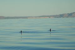 Synthliboramphus craveri