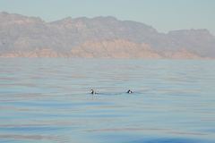 Synthliboramphus craveri