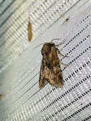 Antapamea conciliata