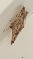 Chiasmia simplicilinea