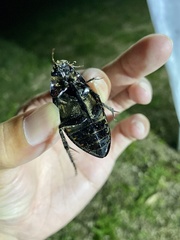 Hydrophilus acuminatus