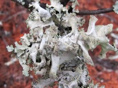 Parmotrema hypoleucinum