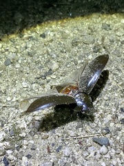 Hydrophilus acuminatus