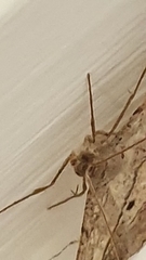 Chiasmia simplicilinea