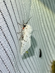 Spilosoma punctaria