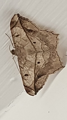 Chiasmia simplicilinea