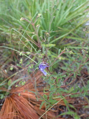 Trichostema
