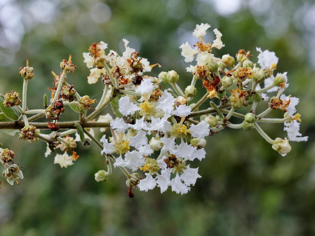 Banisteriopsis malifolia