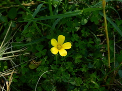 Oxalis conorrhiza