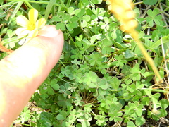 Oxalis conorrhiza