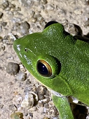 Zhangixalus arboreus