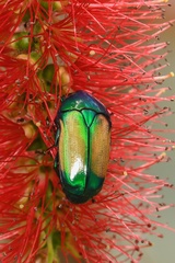 Chlorocala africana subsuturalis