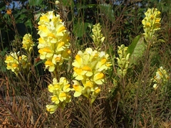 Linaria vulgaris