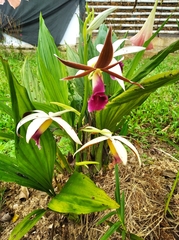 Phaius