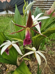 Phaius
