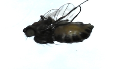 Pseudonapomyza