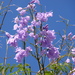 Jacaranda brasiliana - Photo (c) mauro halpern, algunos derechos reservados (CC BY)