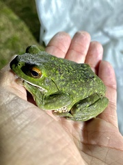 Zhangixalus arboreus