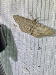 Hypomecis punctinalis