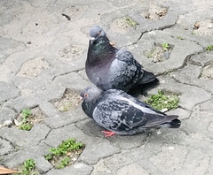 Columba livia domestica