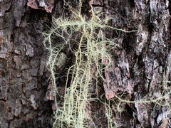 Usnea barbata