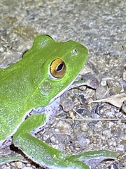 Zhangixalus arboreus